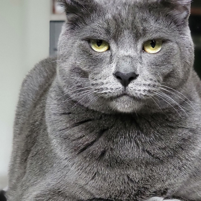 Crystal Whiskers Pampering Purrfectly