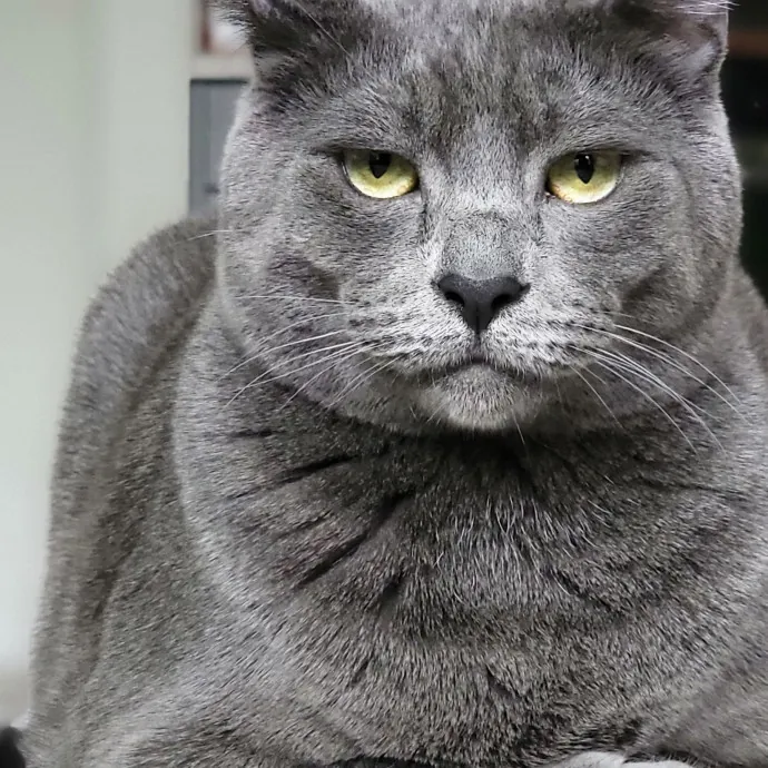 Crystal Whiskers Pampering Purrfectly