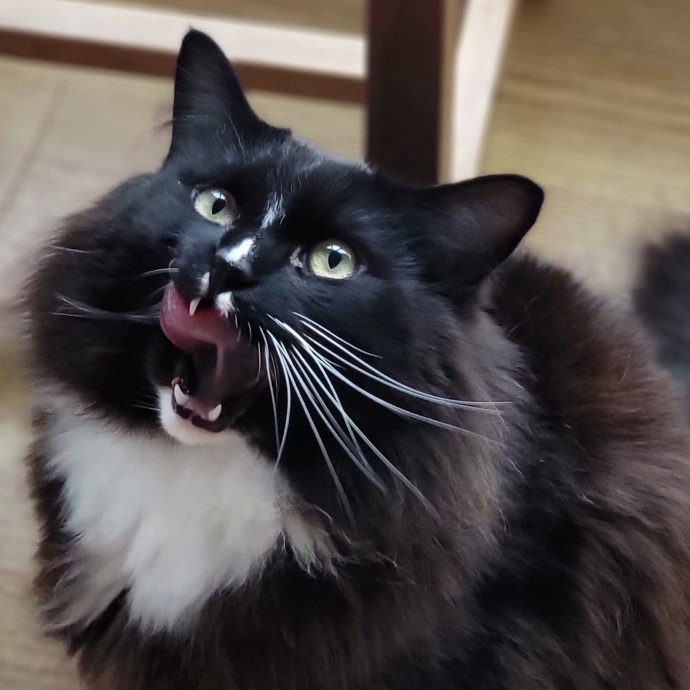 Crystal Whiskers Pampering Purrfectly