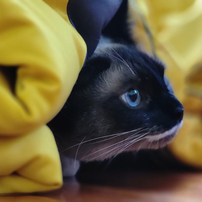 Crystal Whiskers Pampering Purrfectly
