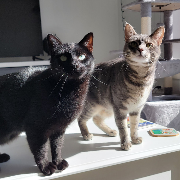 Crystal Whiskers Pampering Purrfectly