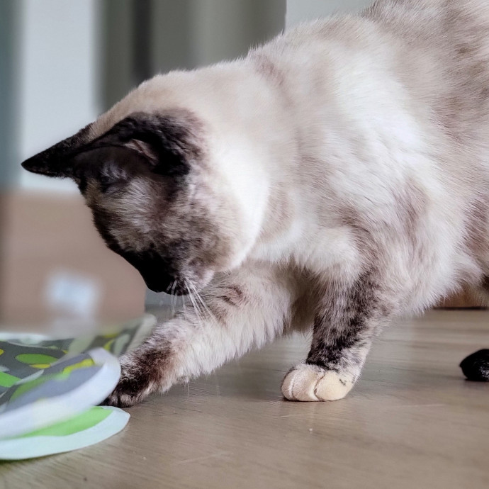 Crystal Whiskers Pampering Purrfectly