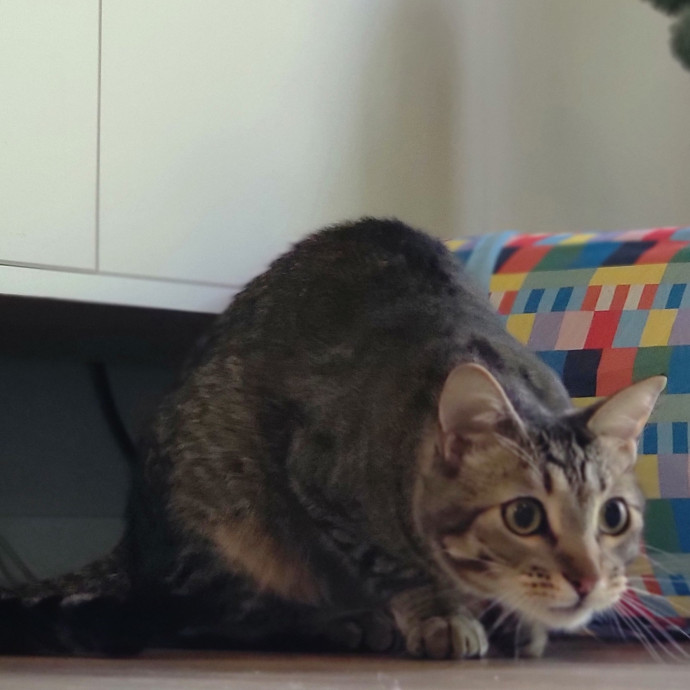 Crystal Whiskers Pampering Purrfectly