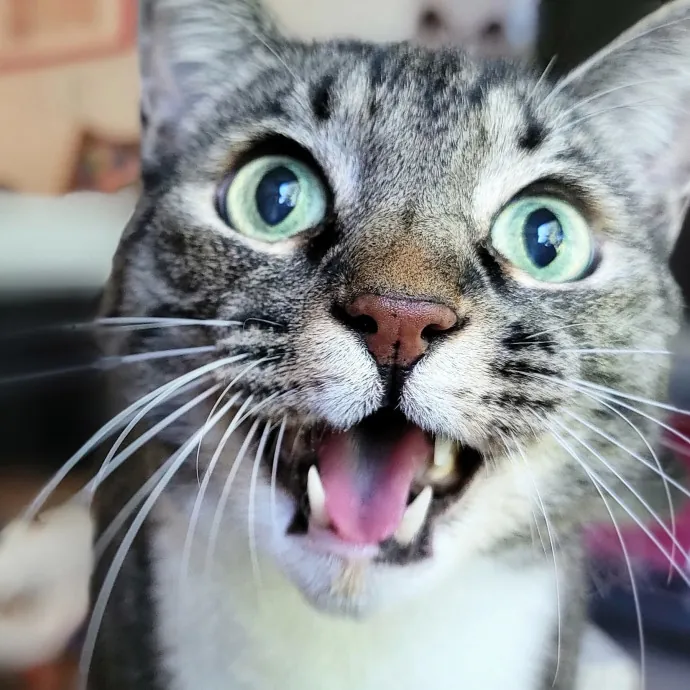 Crystal Whiskers Pampering Purrfectly