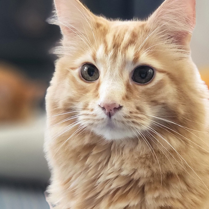 Crystal Whiskers Pampering Purrfectly