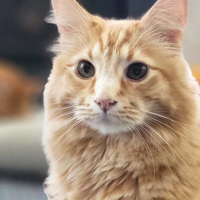 Crystal Whiskers Pampering Purrfectly