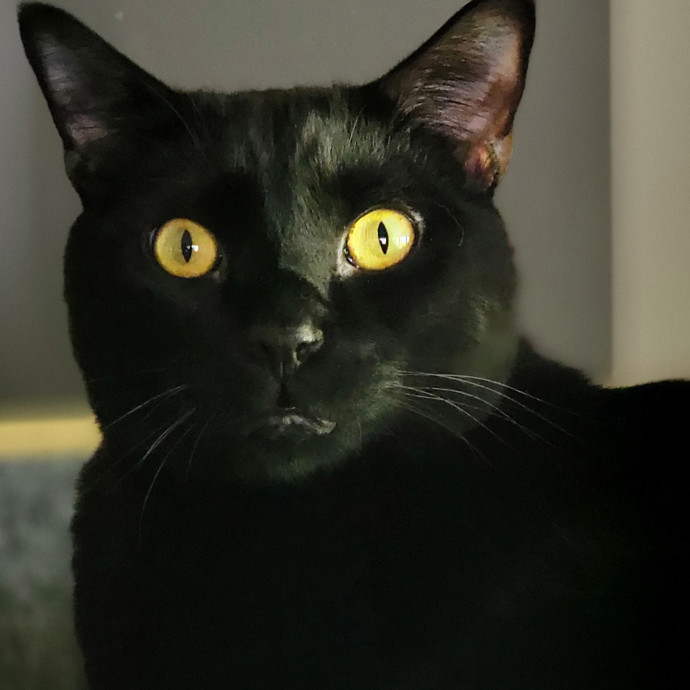 Crystal Whiskers Pampering Purrfectly