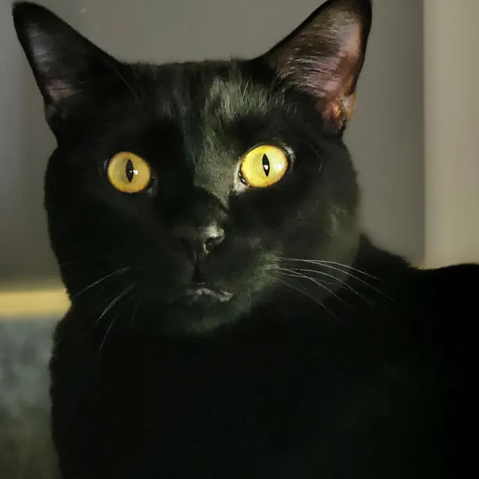 Crystal Whiskers Pampering Purrfectly