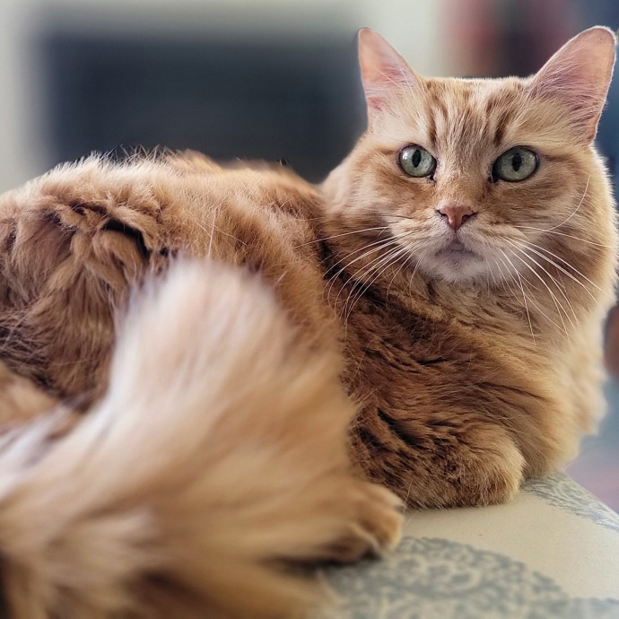 Crystal Whiskers Pampering Purrfectly
