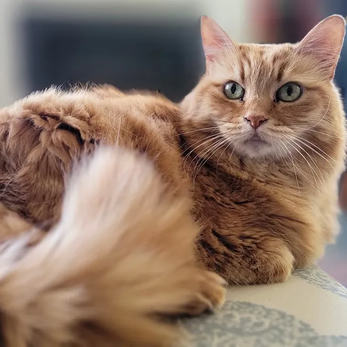 Crystal Whiskers Pampering Purrfectly
