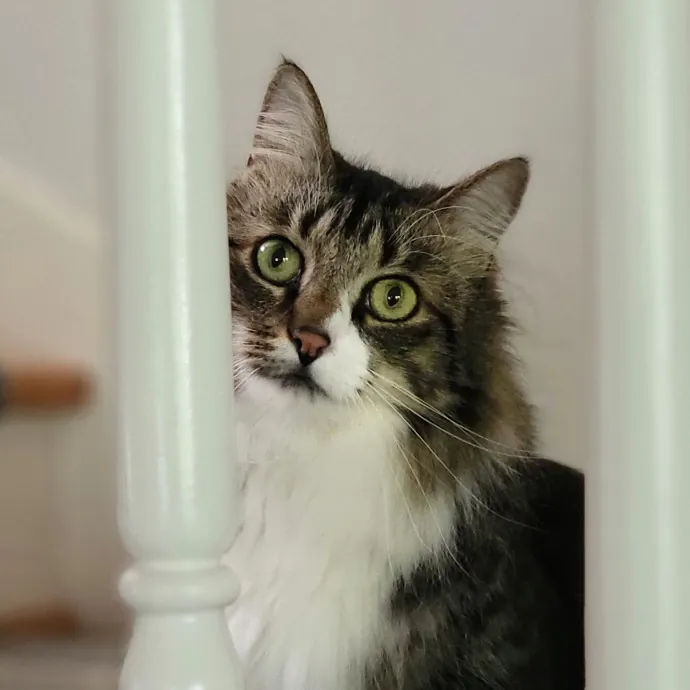 Crystal Whiskers Pampering Purrfectly