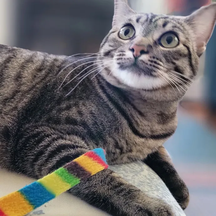 Crystal Whiskers Pampering Purrfectly