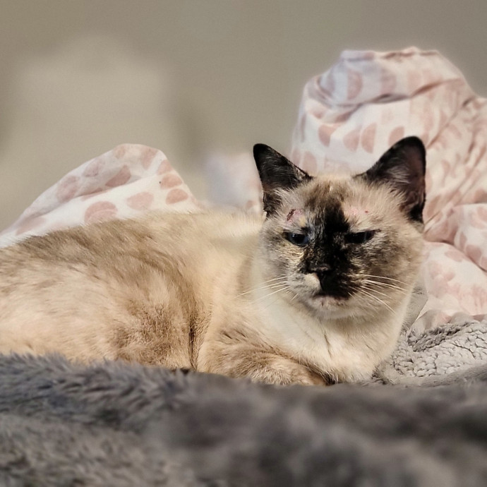 Crystal Whiskers Pampering Purrfectly