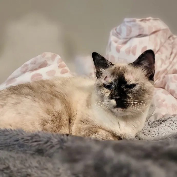 Crystal Whiskers Pampering Purrfectly