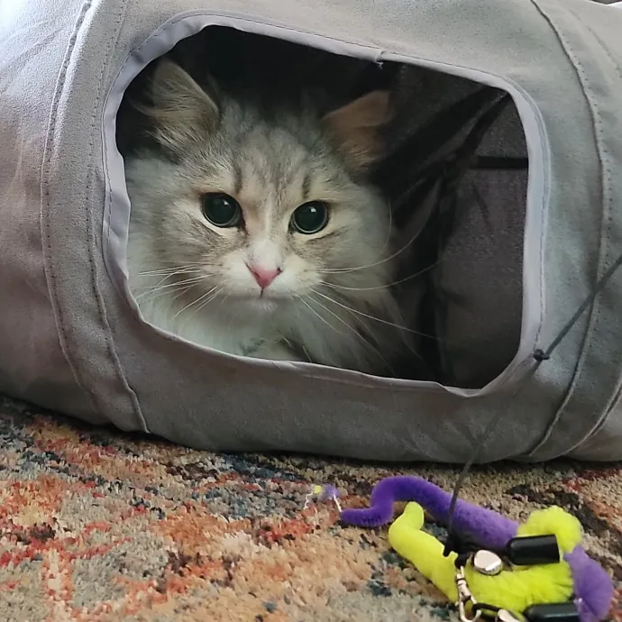 Crystal Whiskers Pampering Purrfectly