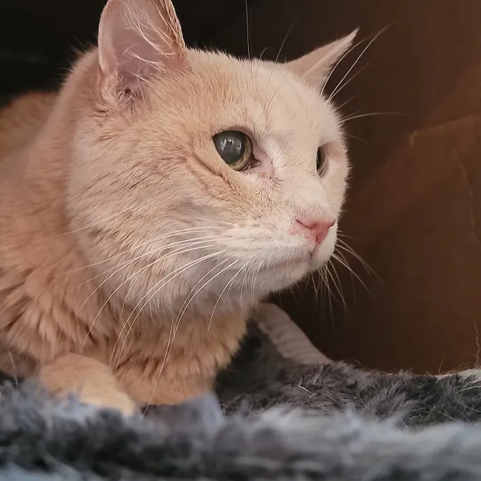 Crystal Whiskers Pampering Purrfectly