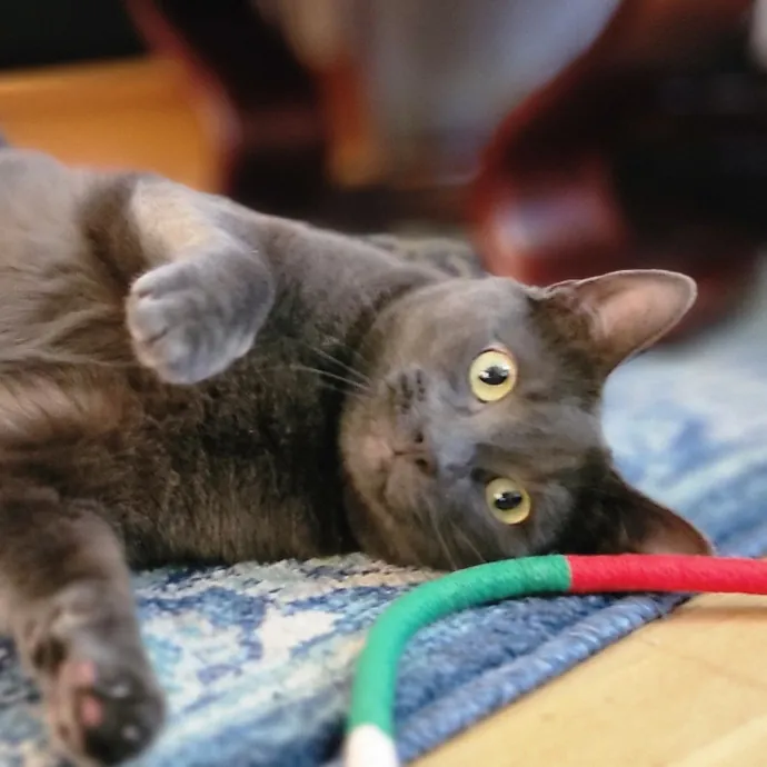 Crystal Whiskers Pampering Purrfectly