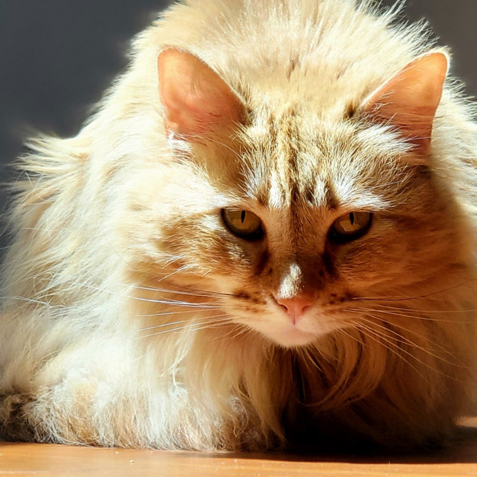 Crystal Whiskers Pampering Purrfectly