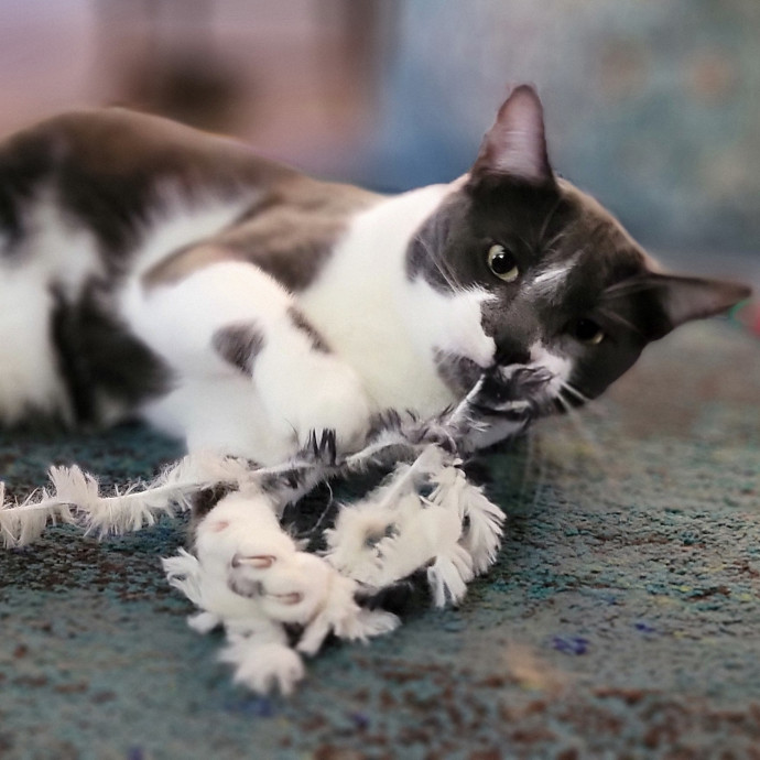 Crystal Whiskers Pampering Purrfectly