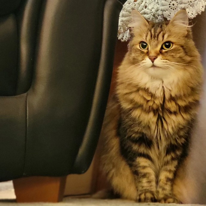 Crystal Whiskers Pampering Purrfectly