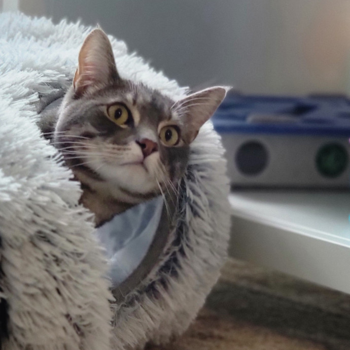 Crystal Whiskers Pampering Purrfectly