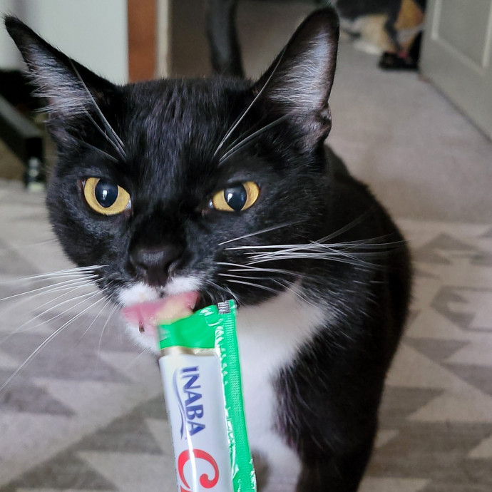 Crystal Whiskers Pampering Purrfectly