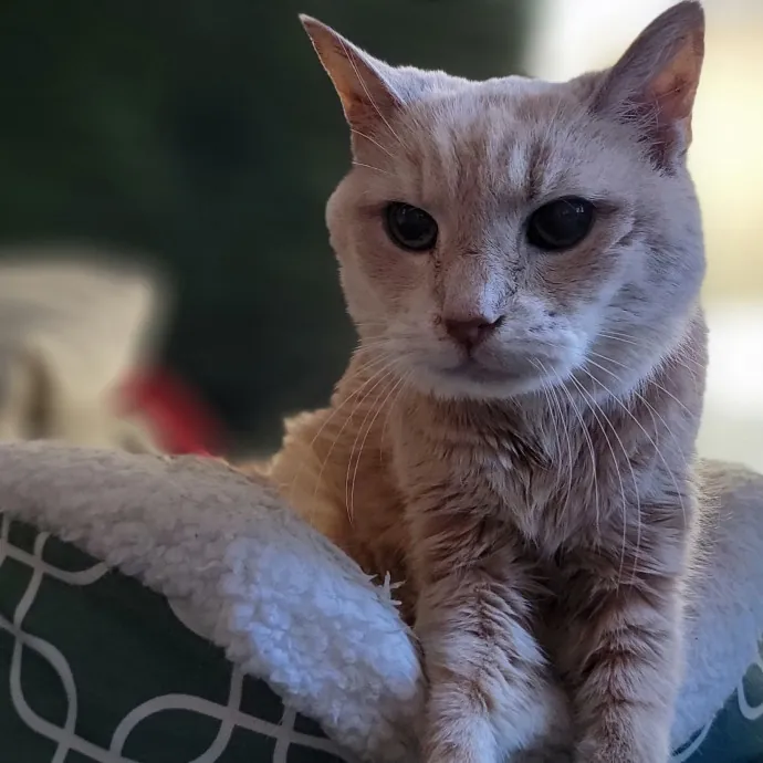 Crystal Whiskers Pampering Purrfectly