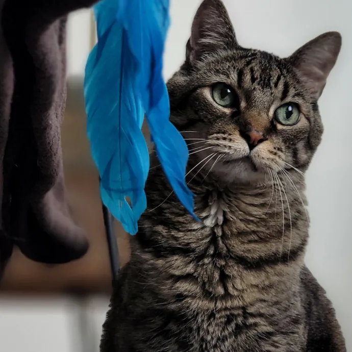 Crystal Whiskers Pampering Purrfectly