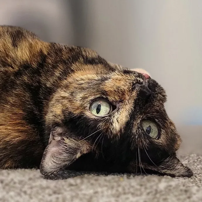 Crystal Whiskers Pampering Purrfectly