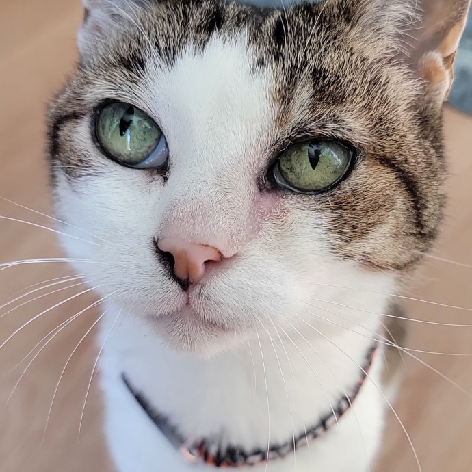 Crystal Whiskers Pampering Purrfectly
