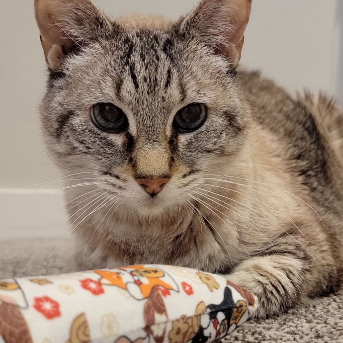 Crystal Whiskers Pampering Purrfectly
