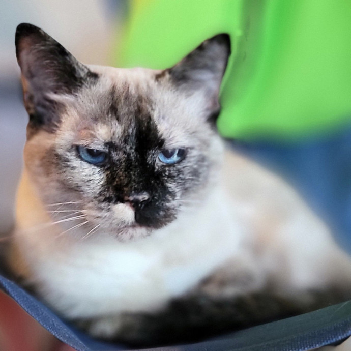 Crystal Whiskers Pampering Purrfectly