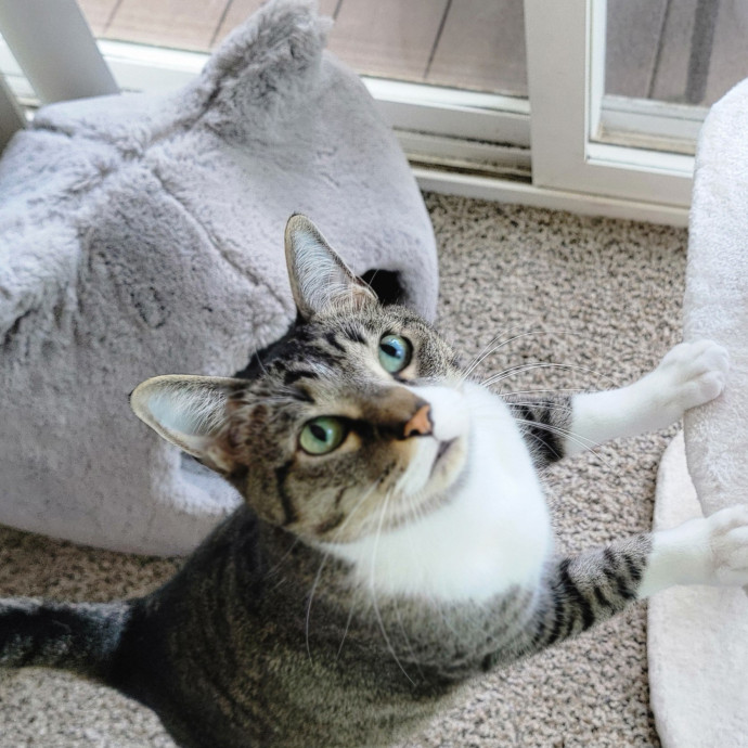 Crystal Whiskers Pampering Purrfectly