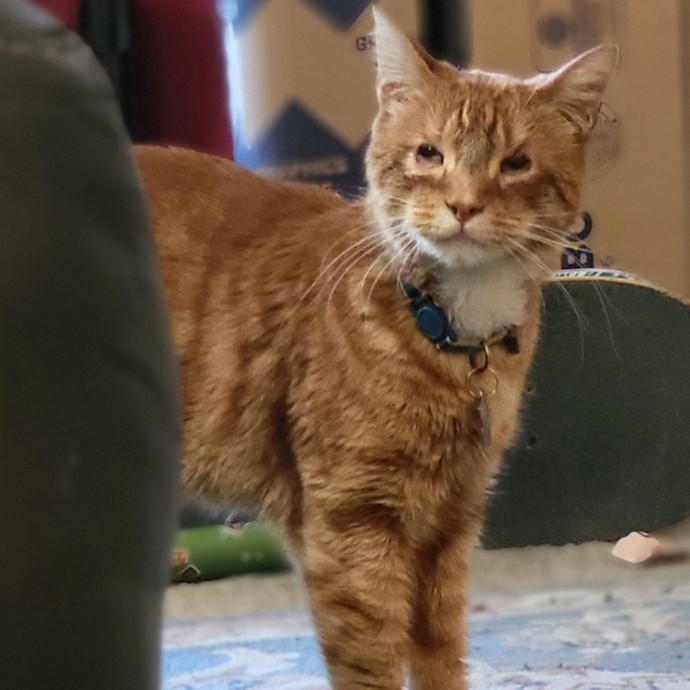 Crystal Whiskers Pampering Purrfectly