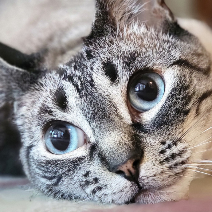 Crystal Whiskers Pampering Purrfectly