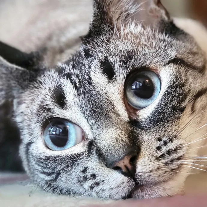 Crystal Whiskers Pampering Purrfectly