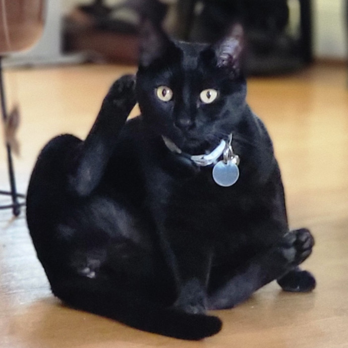 Crystal Whiskers Pampering Purrfectly