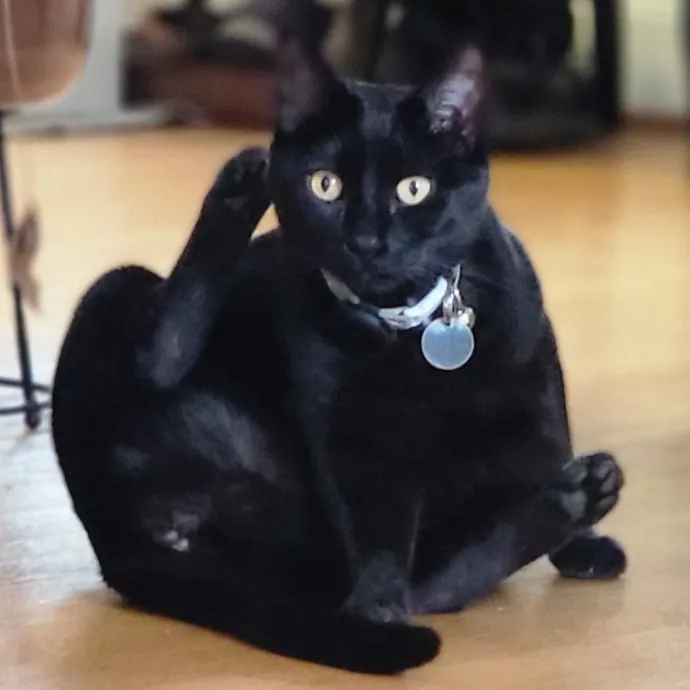 Crystal Whiskers Pampering Purrfectly