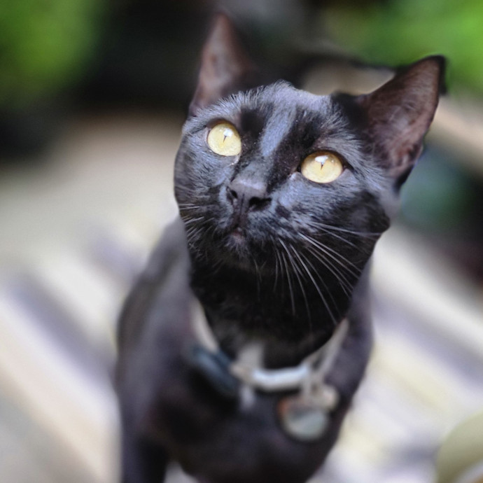 Crystal Whiskers Pampering Purrfectly