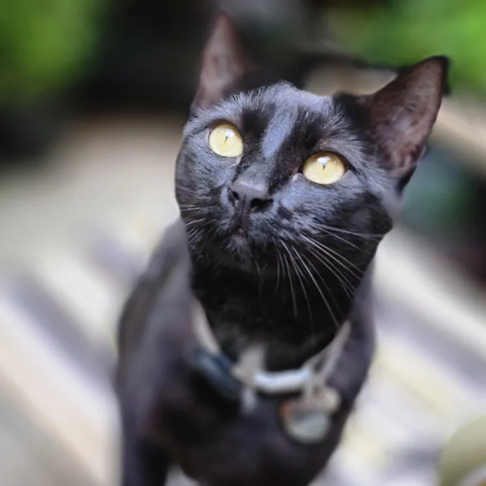 Crystal Whiskers Pampering Purrfectly