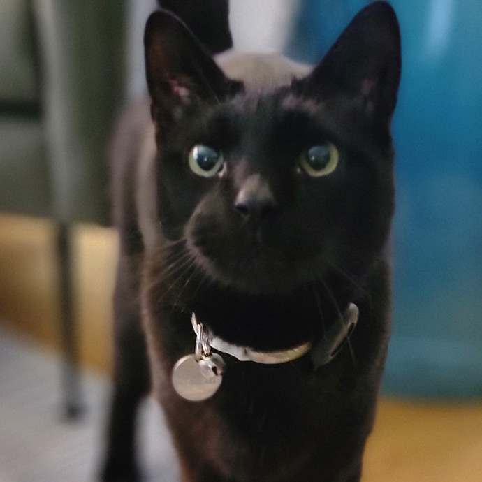Crystal Whiskers Pampering Purrfectly