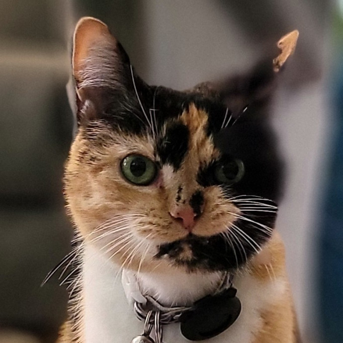Crystal Whiskers Pampering Purrfectly