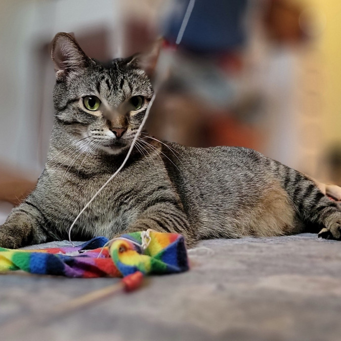 Crystal Whiskers Pampering Purrfectly