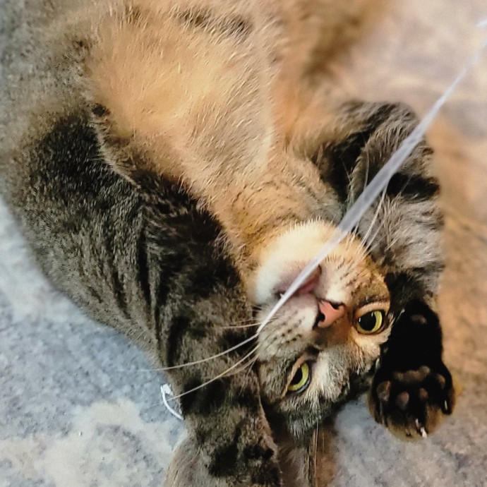 Crystal Whiskers Pampering Purrfectly