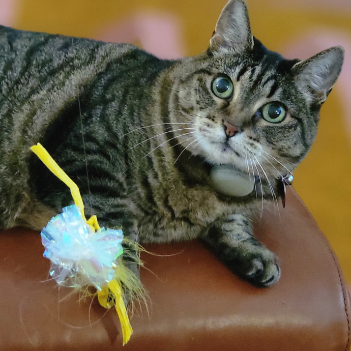Crystal Whiskers Pampering Purrfectly