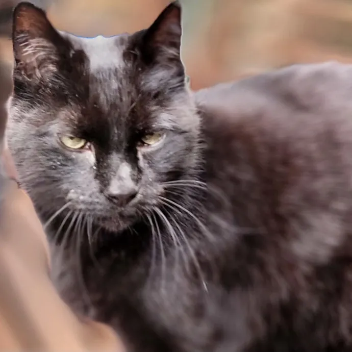 Crystal Whiskers Pampering Purrfectly