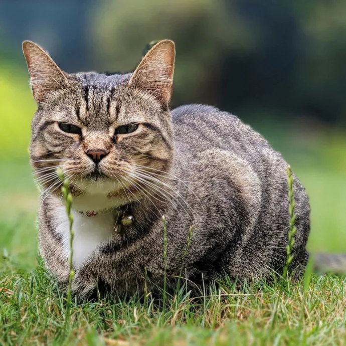 Crystal Whiskers Pampering Purrfectly