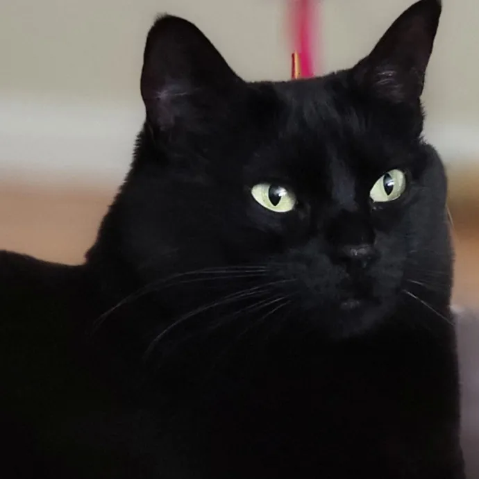 Crystal Whiskers Pampering Purrfectly