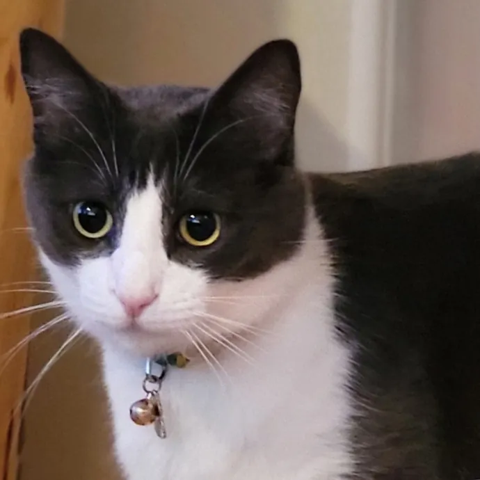 Crystal Whiskers Pampering Purrfectly