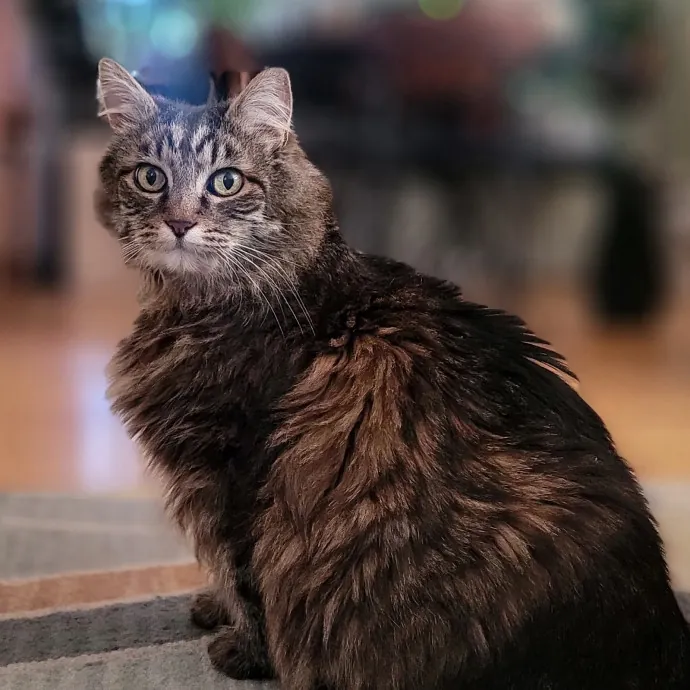 Crystal Whiskers Pampering Purrfectly